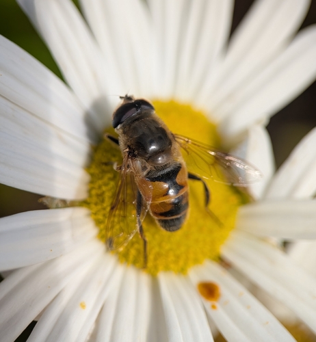 Unknown species found near Wenham, MA 01984, USA
