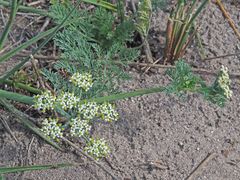 Capnophyllum africanum