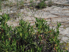 Limonium peregrinum