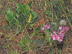 Limonium peregrinum
