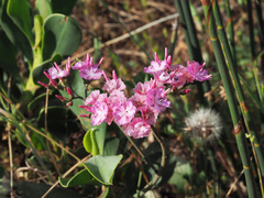Limonium peregrinum