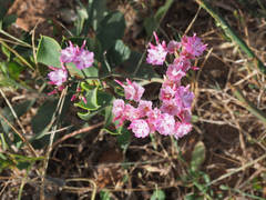 Limonium peregrinum