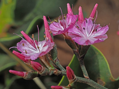 Limonium peregrinum