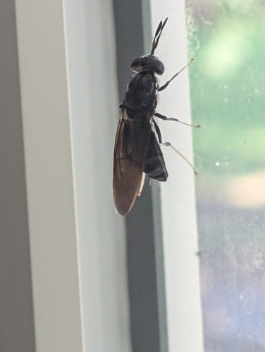 Unknown species found near Fulton, OH, USA