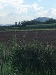 Cyperus sexangularis