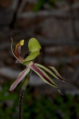 Caladenia roei