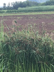 Cyperus sexangularis