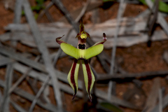 Caladenia roei