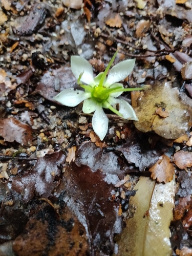 Tawari (Ixerba brexioides)