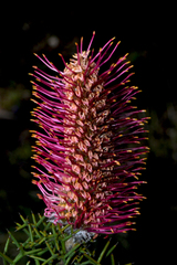 Grevillea paradoxa