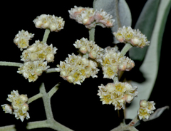 Spyridium globulosum