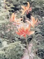 Lilium distichum