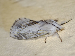 Porela delineata