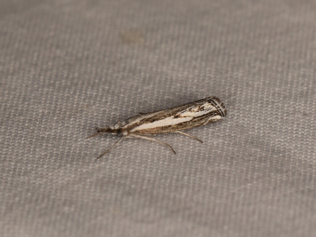 Catoptria staudingeri