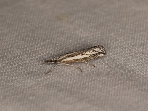 Crambus du Canigou