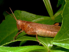 Coptacrinae