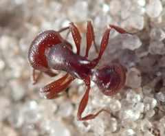 Tetramorium setuliferum