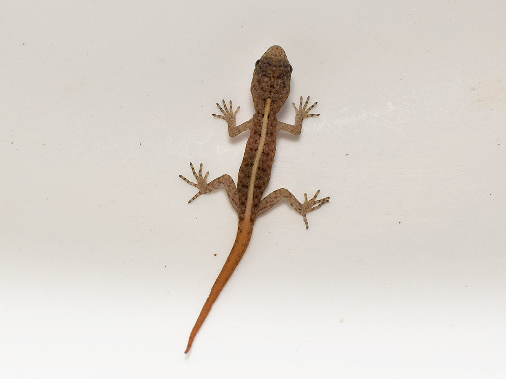 Yercaud Day Gecko