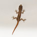 Yercaud Round-eyed Gecko - Photo (c) Rohit, some rights reserved (CC BY-SA), uploaded by Rohit