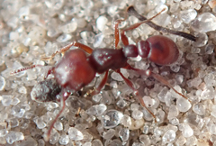 Tetramorium setuliferum