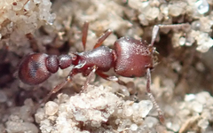 Tetramorium setuliferum