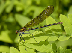 Calopteryx amata