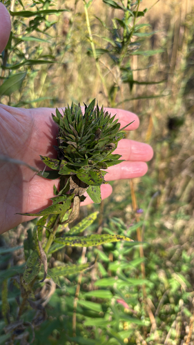 Unknown species found near Lake Elmo, MN, US
