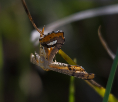 Coenina poecilaria