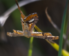 Coenina poecilaria