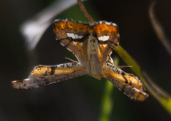 Coenina poecilaria