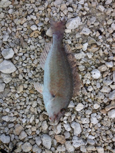Sparisoma chrysopterum