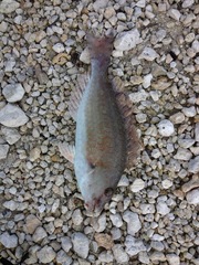 Sparisoma chrysopterum