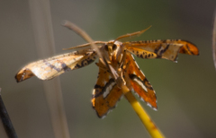 Coenina poecilaria