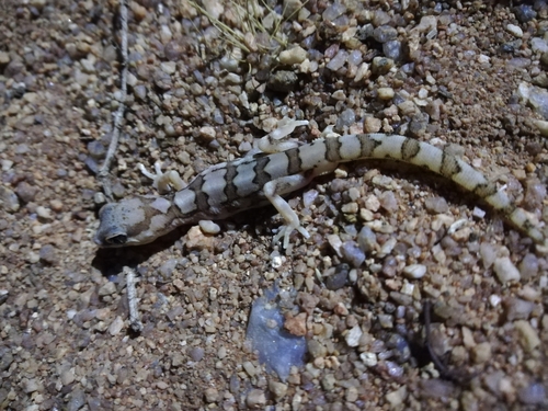 Namaqua Banded Gecko, Pachydactylus amoenus
