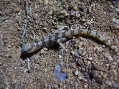 Pachydactylus amoenus