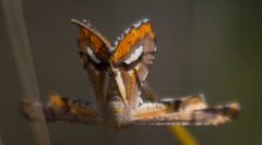 Coenina poecilaria