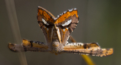 Coenina poecilaria