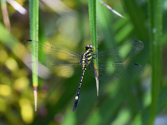 Hylaeothemis apicalis