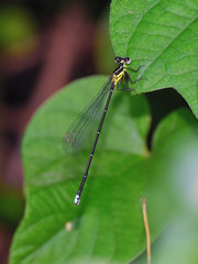 Platycnemididae