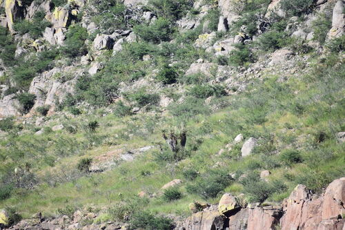 large-flowered yucca (Yucca grandiflora)