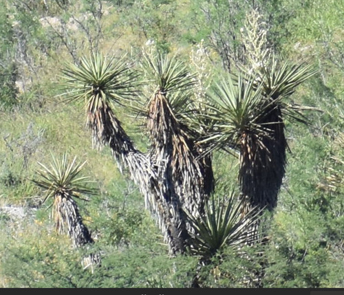 Yucca grandiflora