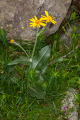 Senecio doronicum