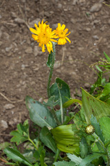Senecio doronicum