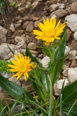 Senecio doronicum