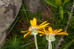 Senecio doronicum
