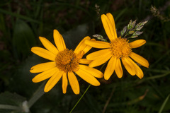 Senecio doronicum
