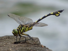Sinictinogomphus clavatus