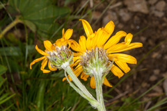 Senecio doronicum
