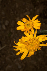 Senecio doronicum