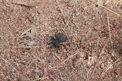 Philolithus morbillosus